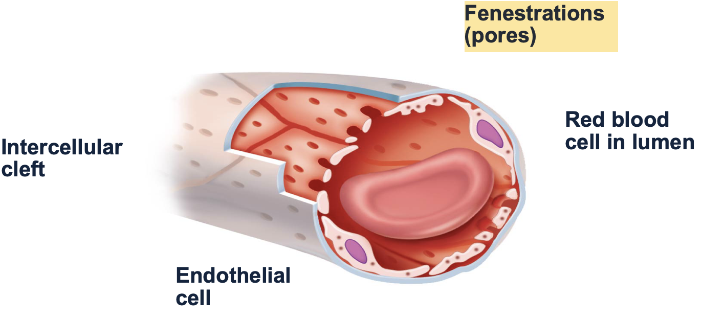 <p><strong>types of capillaries: fenestrated</strong></p><p>-fenestrations ( aka ____) for passage of small molecules (more substances can pass through compared to continuous capillaries)</p><p>-found in organs that require ___ or filtration</p>