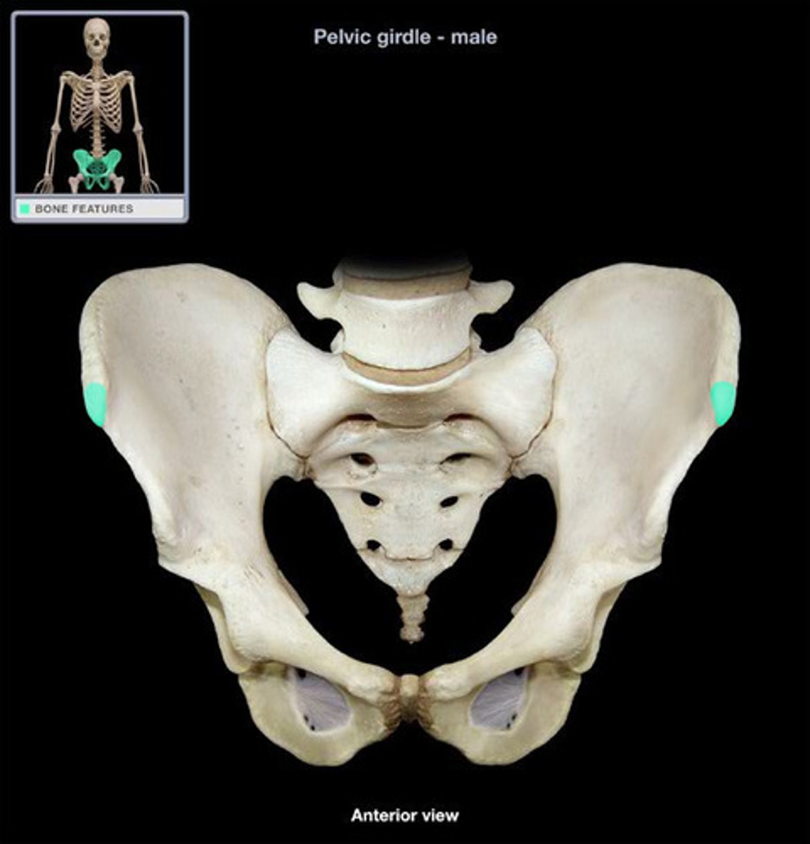 <p>- the blunt anterior end of the iliac crest</p><p>- origin for tensor fascia lata and sartorius muscles</p>