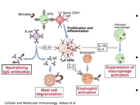 <p>promote antibodies and eosinophil and mast cell activities</p><p>choice towards Th2 response is driven by IL-4</p><p>Th2 cell cause alternative activation of macrophages and activate eosinophils and mast cells </p><p>Th2 cells promote a strong antibody response based on neutralising IgG and IgE</p><p>Th2 response is most effective to combat extracellular pathogens </p>