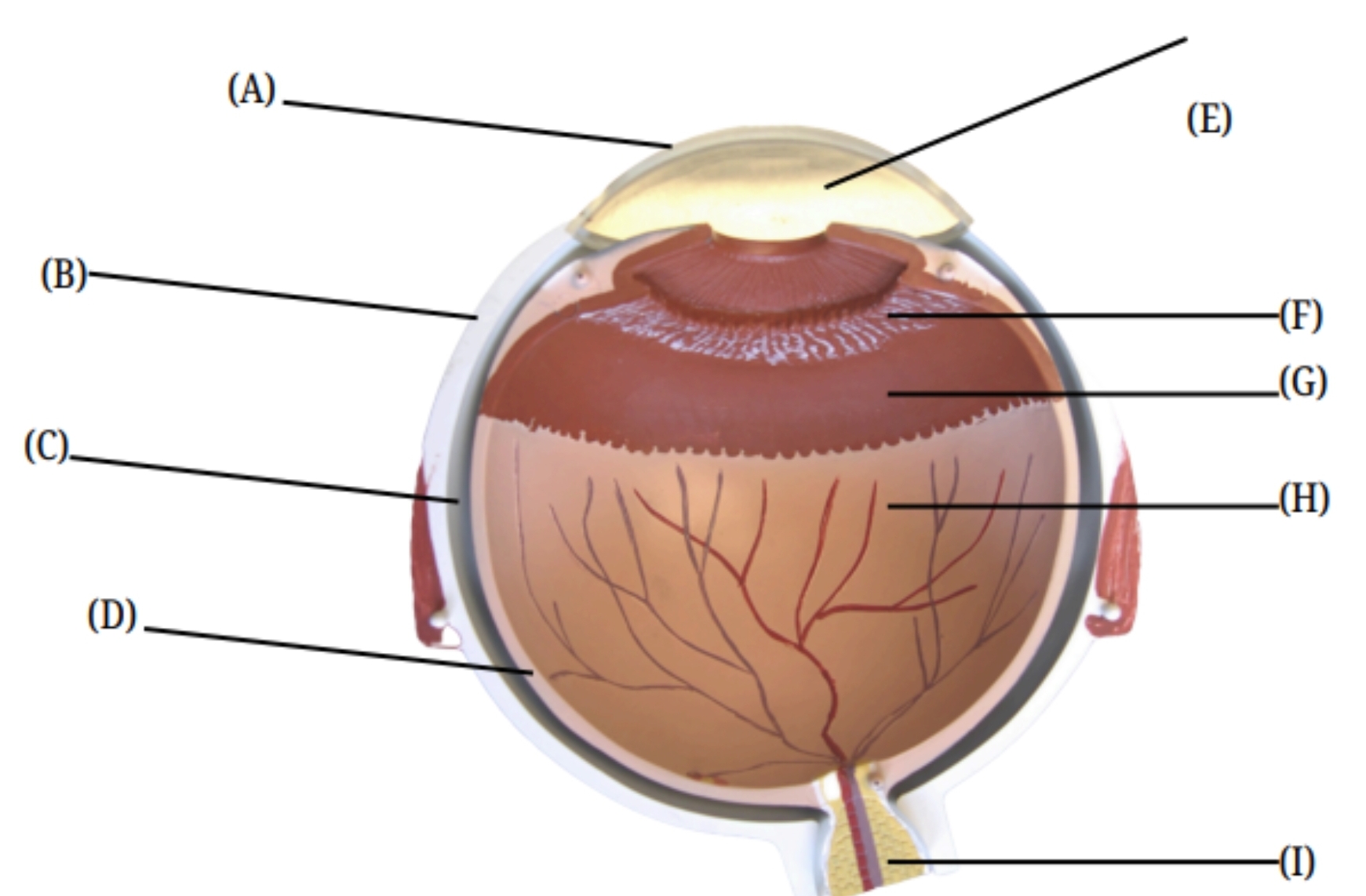 <p>What is the part of the eye labeled B?</p>