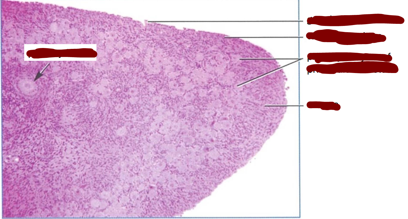 <p>section through part of an immature cat ovary </p>