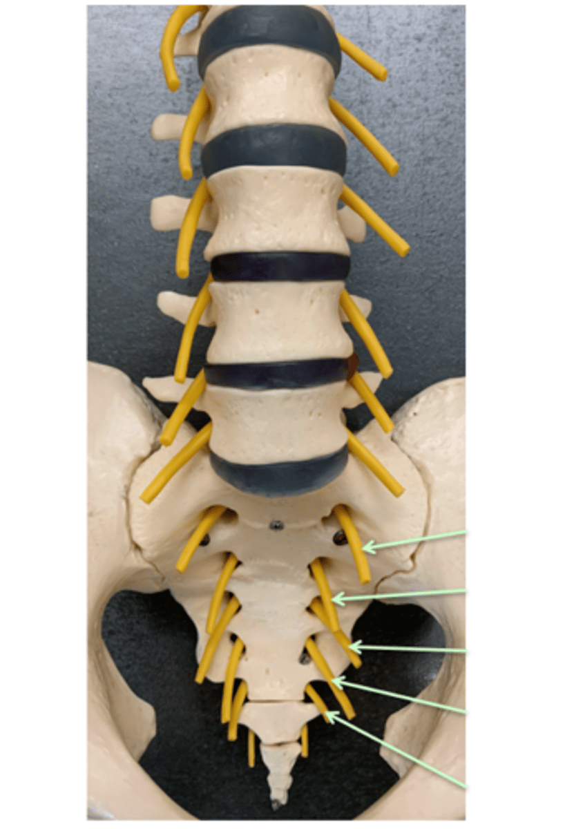 <p>Name these Spinal Nerves</p>