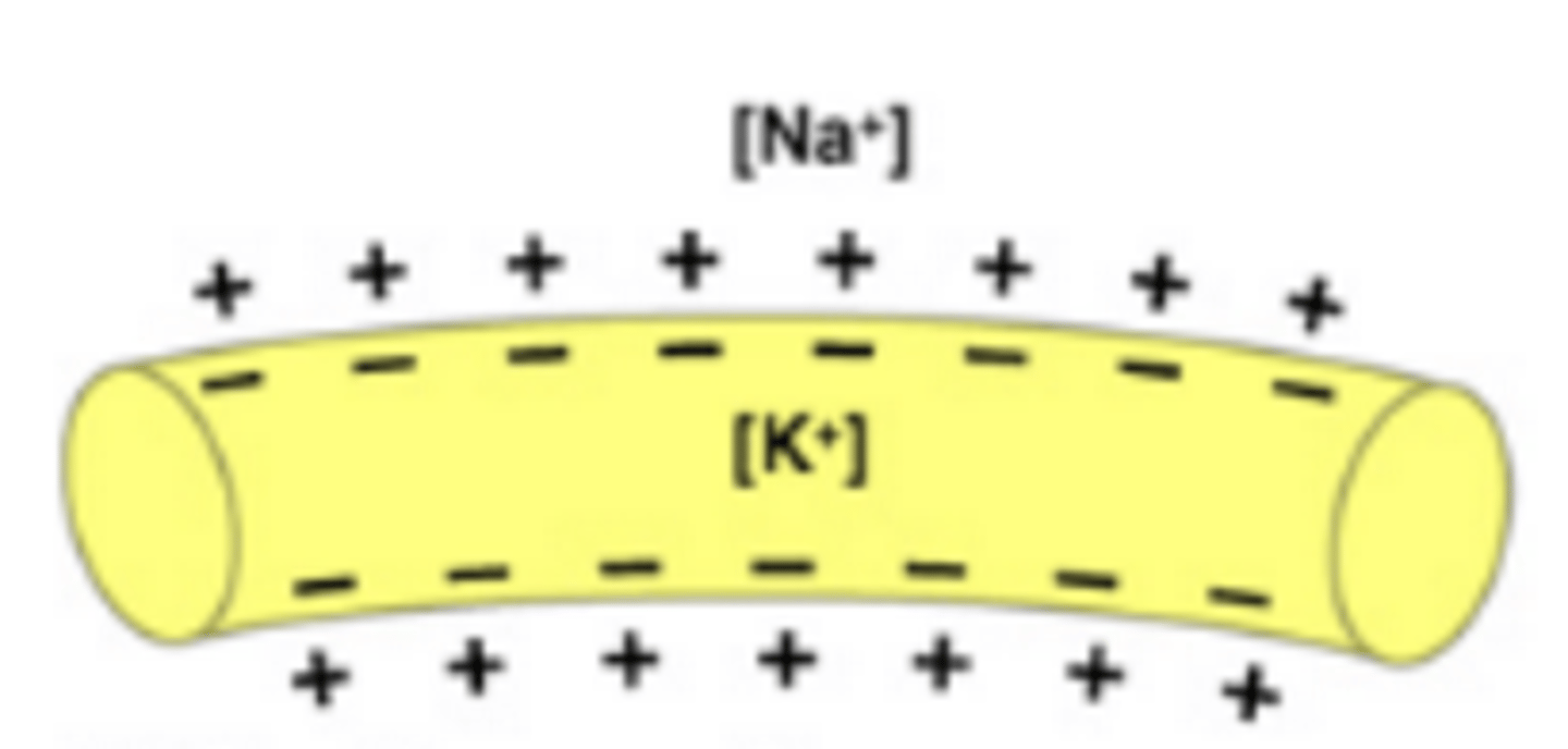 <p>A state in neurons that results when sodium-potassium pumps found in the membrane actively move 3 sodium ions out of the cell and 2 potassium into the cell that polarizes the membrane so that there are more positive ions outside the cell than inside the cell</p>