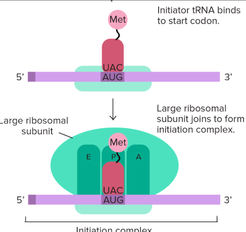 <p>the small ribosome subunit binds to the tRNA 5’ cap start codon, then the big one joins to start the initiation complex</p>