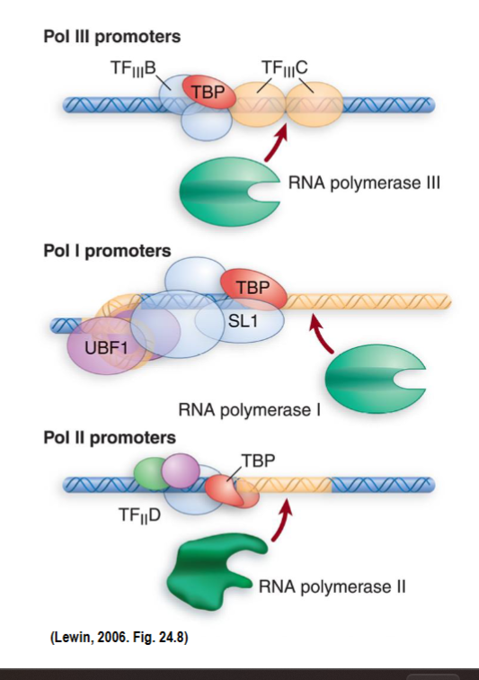 <p><span style="color: rgb(255, 252, 252);"><span>it is the first protein to bind to the TATA box → is a positioning factor</span></span></p><ul><li><p><span style="color: rgb(255, 252, 252);"><span>it is highly conserved with similar C-terminal domains</span></span></p></li><li><p><span style="color: rgb(255, 252, 252);"><span>monomer that makes a saddle shape and bends minor groove</span></span></p></li><li><p><span style="color: rgb(255, 252, 252);"><span>alternative TBP in small # of cells (TRF1 is very rare and cell-specific)</span></span></p></li><li><p><span style="color: rgb(255, 252, 252);"><span>positioning factor so helps RNAP find its promoter, no matter which is transcribing</span></span></p><ul><li><p><span style="color: rgb(255, 252, 252);"><span>within SL1 complex (RNAP I)</span></span></p></li><li><p><span style="color: rgb(255, 252, 252);"><span>within TFIID (RNAP II)</span></span></p></li><li><p><span style="color: rgb(255, 252, 252);"><span>within TFIIIB (RNAP III)</span></span></p></li><li><p><span style="color: rgb(255, 252, 252);"><span>Also in TATA-less II promoters</span></span></p></li></ul></li></ul><p></p>
