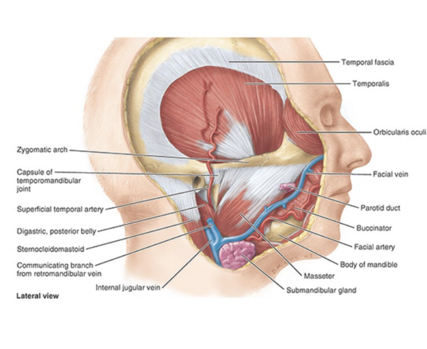 <p>inferior temporalis</p><p>lateral and medial pterygoid muscles</p><p>maxillary artery</p><p>pterygoid venous plexus</p><p>V3 (mandibular) —&gt; inferior alveolar, lingual, buccal</p><p>CN VII (facial) —&gt; chorda tympani</p><p>otic ganglion</p>