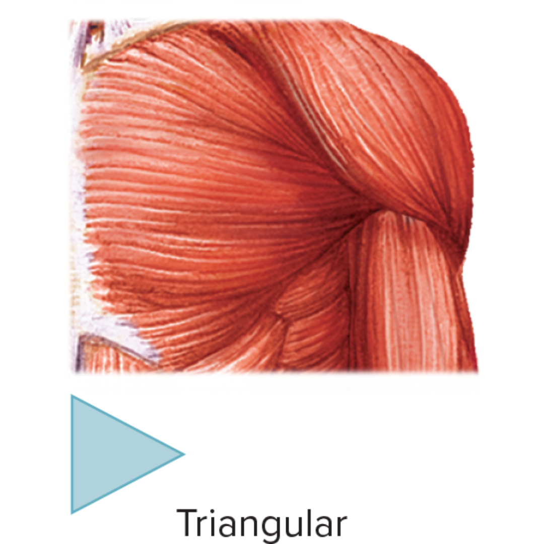 <p><strong>Muscle Shapes / Fascicle Arrangement</strong></p><ul><li><p>broadly distributed fascicles converge at a single tendon</p></li><li><p>Ex: pectoralis major, pectoralis minor</p></li></ul><p></p>