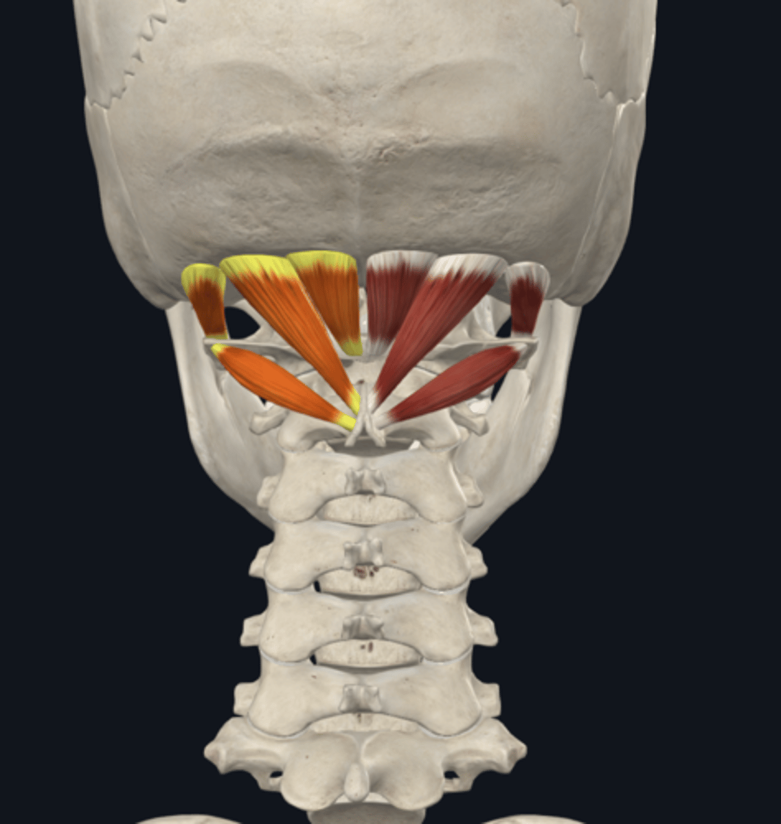 <p>What are the posterior cervical muscles (suboccipital muscles and triangles)? (4M 1T)</p>