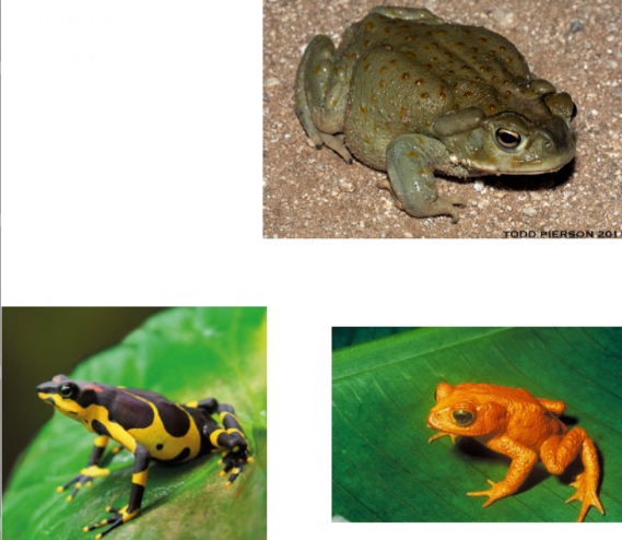 <p><span>Bufonidae - True toads</span></p>