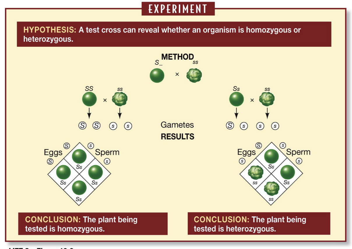 <p>Test cross: Cross the plant with the dominant phenotype with the plant with the recessive phenotype (i.e. must be ss)</p><ul><li><p>This will give you two different results based on the genotype of the plant exhibiting the dominant phenotype</p></li></ul><p>Result: If it is homozygous you get all progeny with the dominant phenotype, if it is heterozygous you get progeny with 50% recessive and 50% dominant phenotype</p>