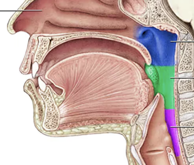 <p>the most caudal portion of the pharynx, below the epiglottis and above the esophagus and trachea</p><p>purple </p>