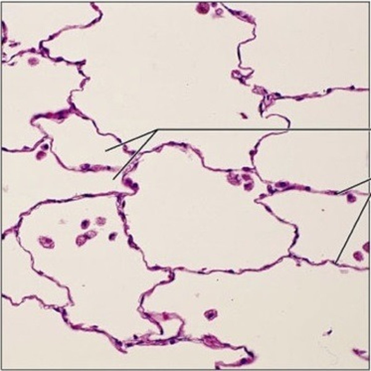 <p>Identify the organ.</p>