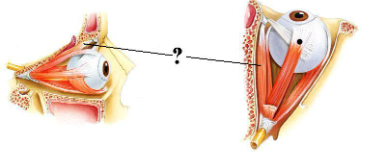 <p><span>Identify the indicated structure.</span></p>