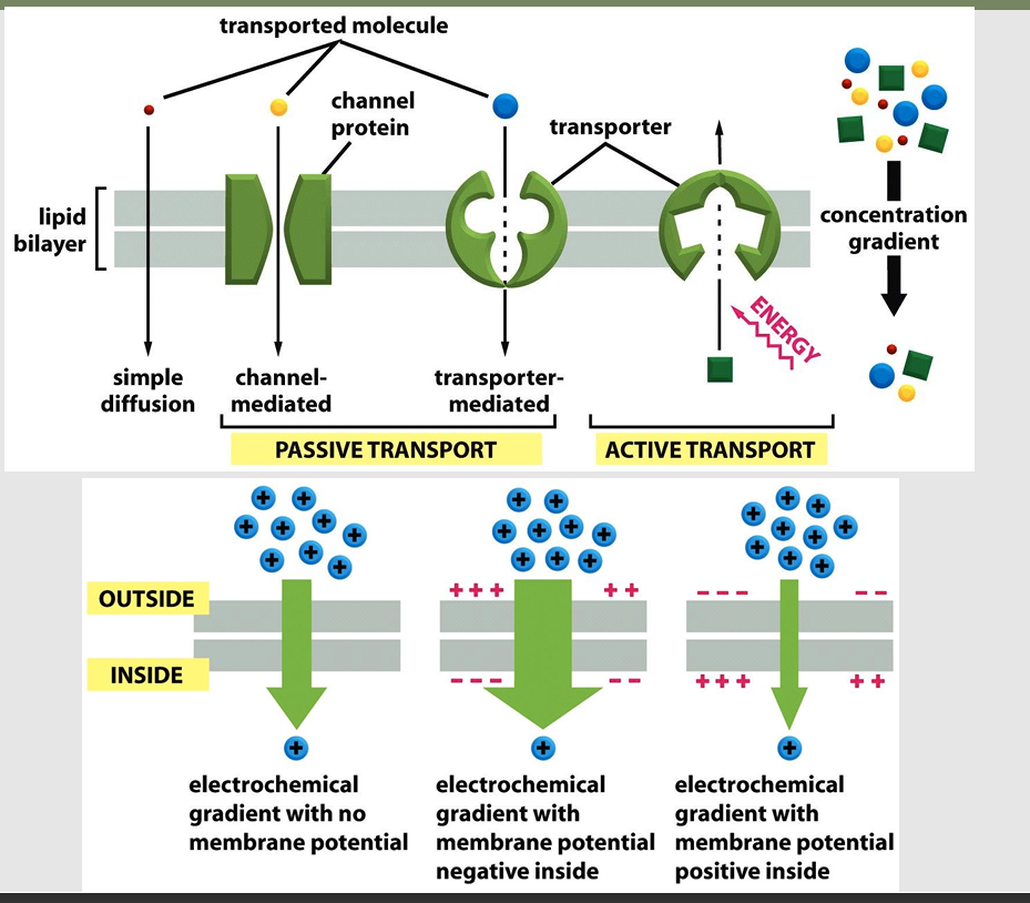 <ul><li><p>aka: (facilitated diffusion) </p></li><li><p>allows solutes to pass the membrane inactively</p><ul><li><p>Uncharged molecule: Transport must be driven by concentration gradient</p></li><li><p>Charged molecule: Transport drive by concentration gradient and electrical gradient</p><ul><li><p>Most plasma membranes have an electrical potential difference, inside is negative with respect to the outside</p></li><li><p>Entry of positively charged ions favored</p></li></ul></li></ul></li></ul><p></p>
