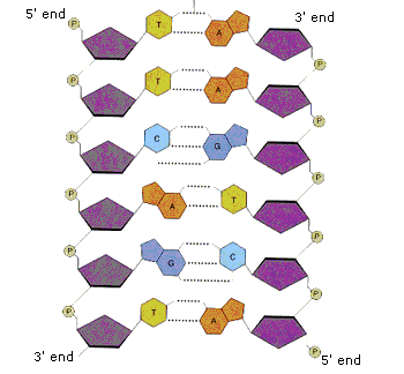 <p>There are four nitrogenous bases in DNA (A, T, C and G). These 4 bases are components of nucleotides that can form a DNA molecule in any order and of any length.</p>
