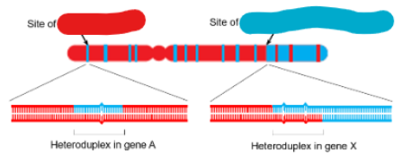 <p>label the image</p>