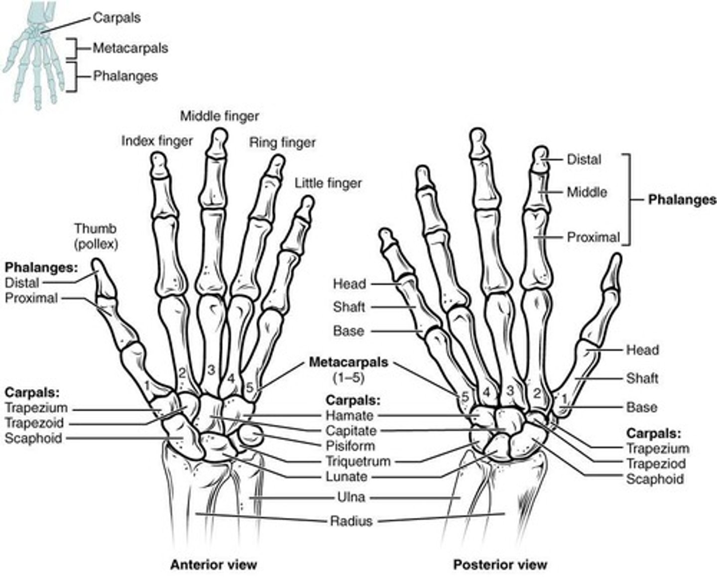 <p>Proximal row (scaphoid, lunate, triquetrum, pisiform) and distal row (trapezium, trapezoid, capitate, hamate).</p>