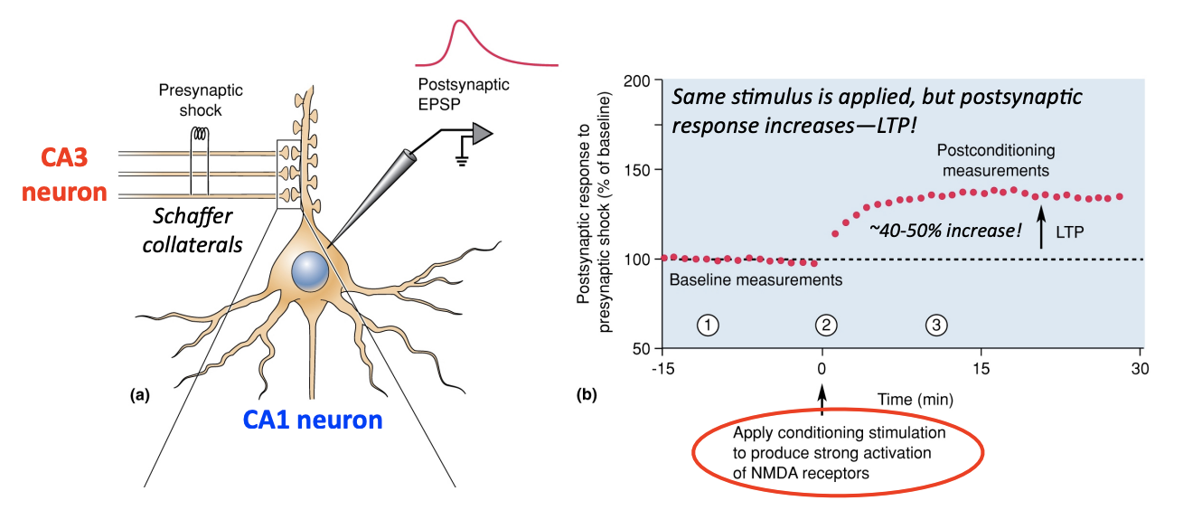 <p>Applying a brief burst (5s) of high frequency stimulation (100 Hz) onto the CA1 neuron causes a long-lasting, potentiated (stronger) response in the CA1 neuron—this is LTP</p>