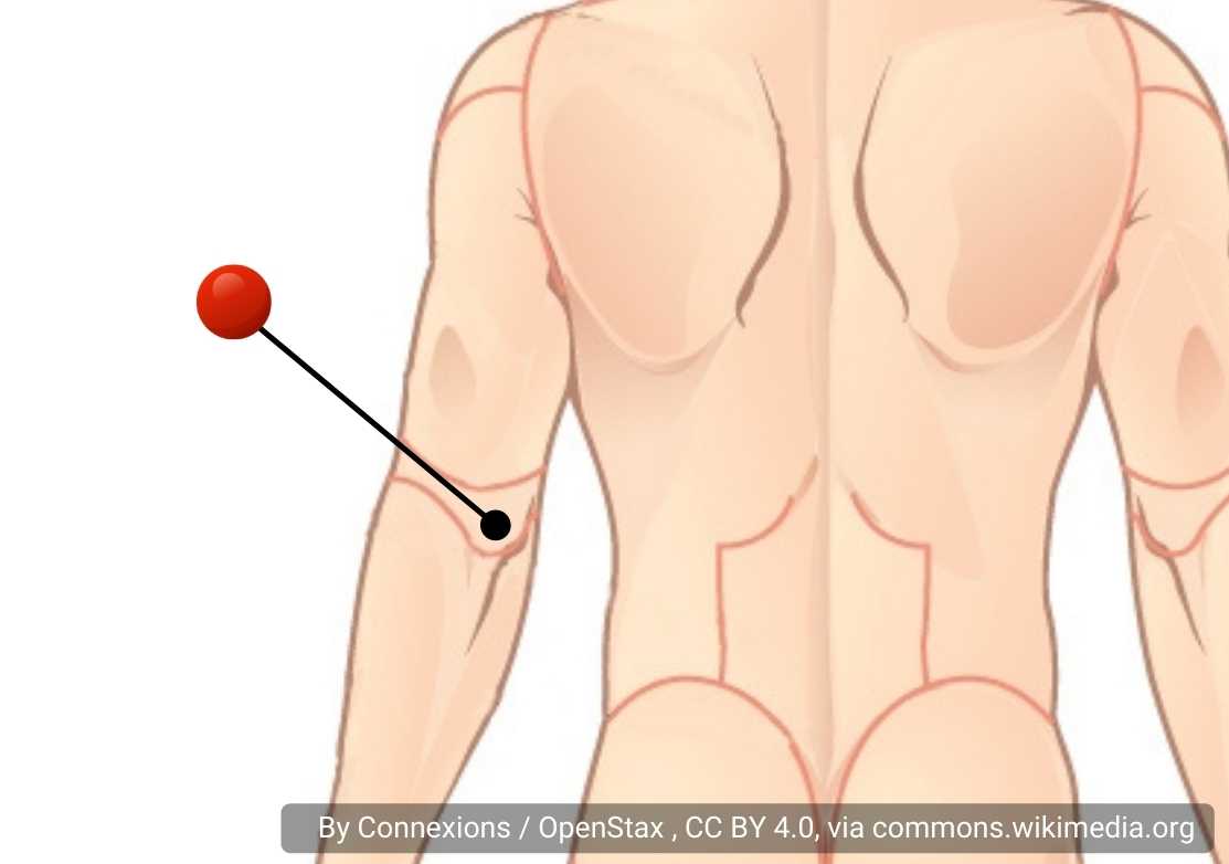 <p>back of the elbow</p>