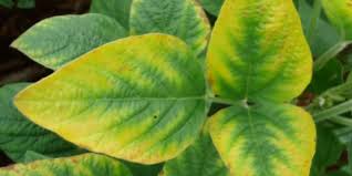 <p>What disease is this?</p>