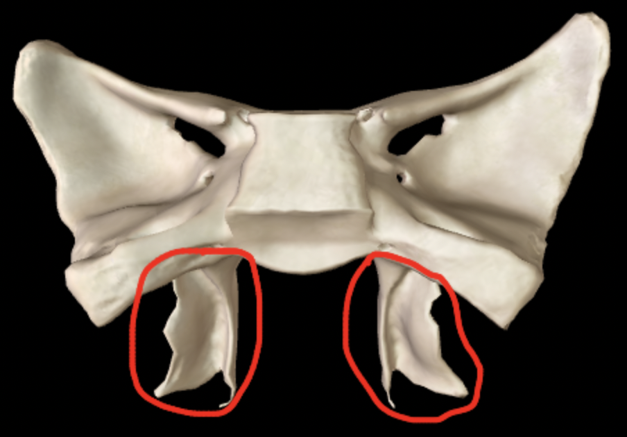 <p>What part of the sphenoid is this?</p>