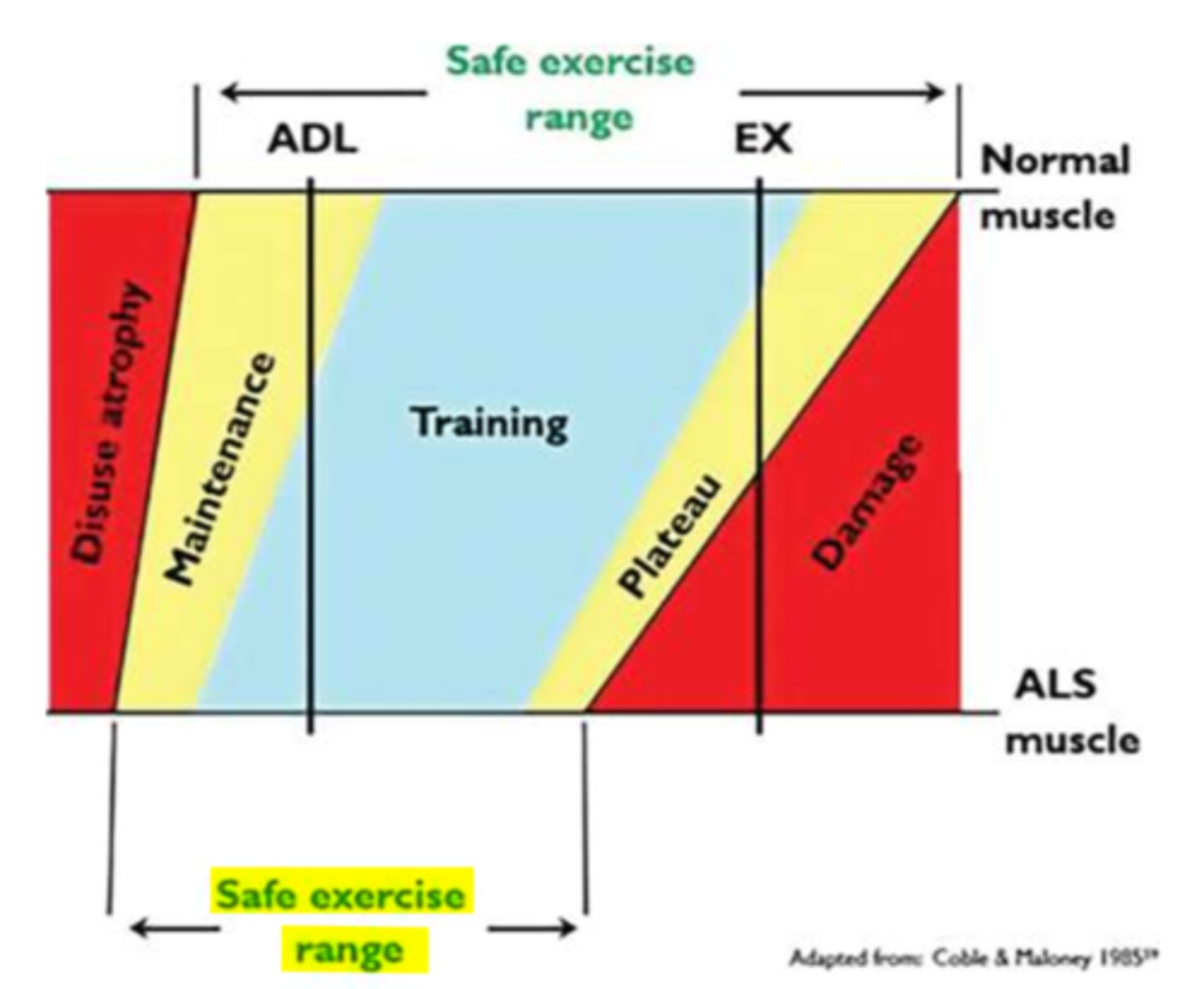 <p>STAGE SPECIFIC</p><p>1) EARLY - minimal disruption of ADLs function</p><p>preventative/restorative--> strengthening (must have at least 3/5 MMT score), stretching, A/AAROM, endurance (60-85% HR max 10 min bouts or continuous for 30)</p><p>AVOID-FATIGUE/OVERUSE</p><p>compensatory--> energy conservation, support group, adaptive equipment, ADs, environmental modifications</p><p>2) MIDDLE - W/C needed for long distances</p><p>preventative--> anti-pressure devices</p><p>restorative--> strengthening, stretching, endurance, A/AROM</p><p>compensatory--> adaptation of environment, support weak muscles (sling, braces, orthoses), ADs (w/c), caregiver training</p><p>3) LATE - W/C dependent or bed bound</p><p>compensatory--> caregiver training, mechanical lift</p><p>preventative--> pressure relieving devices (mattress for hospital bed, w/c), pulmonary/skin hygiene, PROM</p>