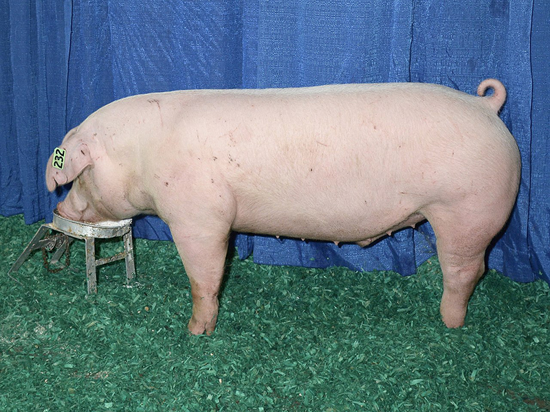 <p>What is this swine breed?</p>