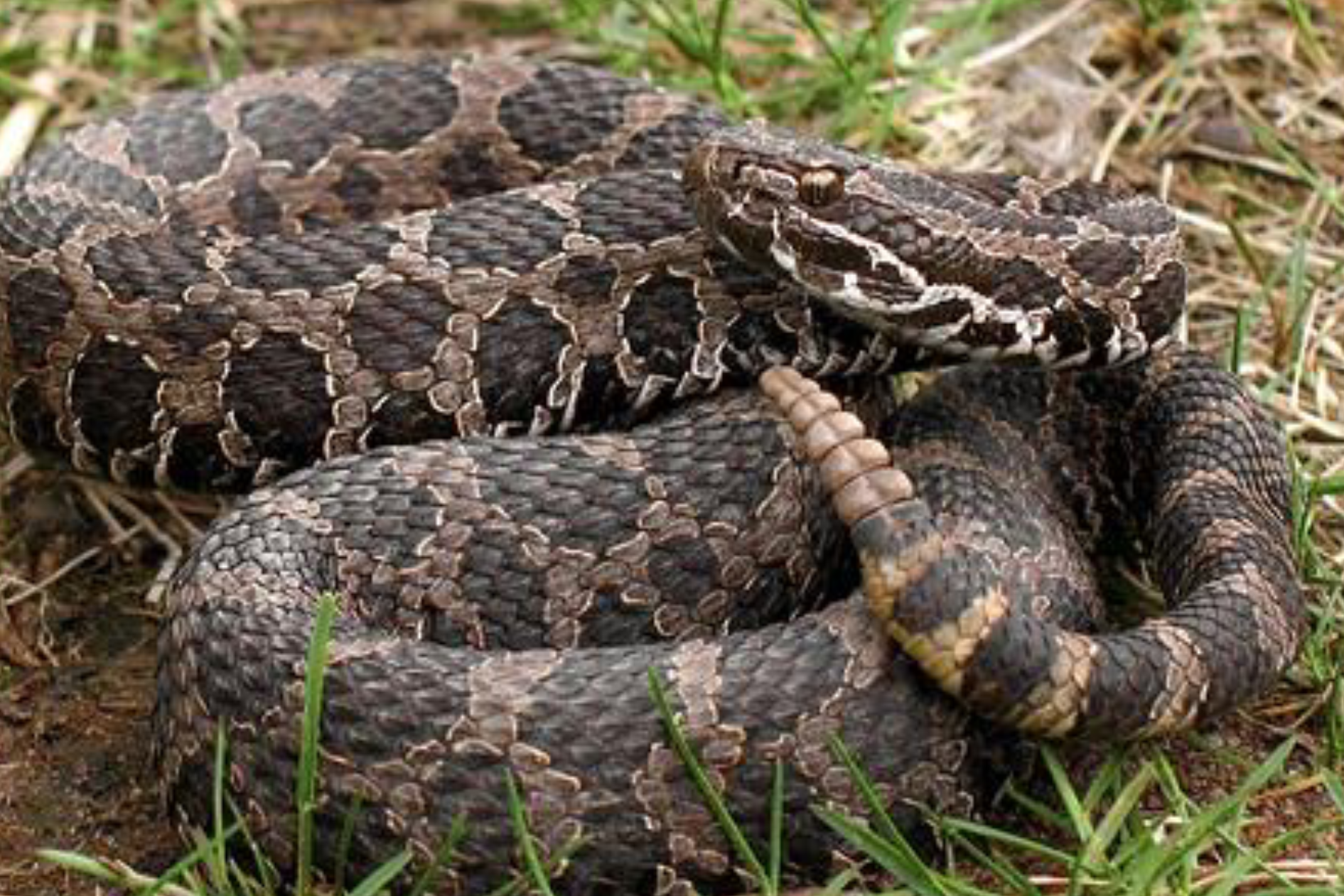 <p><span>what is this and what are its habitat and diet preferences</span></p>