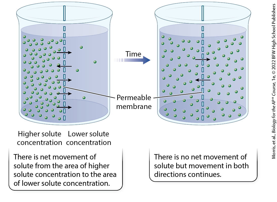 <p>when there is no longer a concentration gradient so net movement stops but movement of molecules in both directions continues</p>