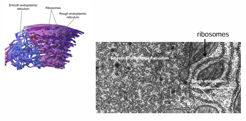 <p>Rough:</p><ul><li><p>Ribosomal complexes associate with it</p></li><li><p>Site of co-translational transport </p></li><li><p>Site of protein modification </p></li><li><p>Formation of vesicles transporting proteins to GA </p></li></ul><p></p><p>Smooth:</p><ul><li><p>No ribosomes</p></li><li><p>Site of fatty acid synthesis</p></li><li><p>Site of phospholipid synthesis </p></li><li><p>Carbohydrate metabolism occurs here </p></li><li><p>Calcium is sequestered/collected here to regulate [ca]</p></li></ul><p></p>