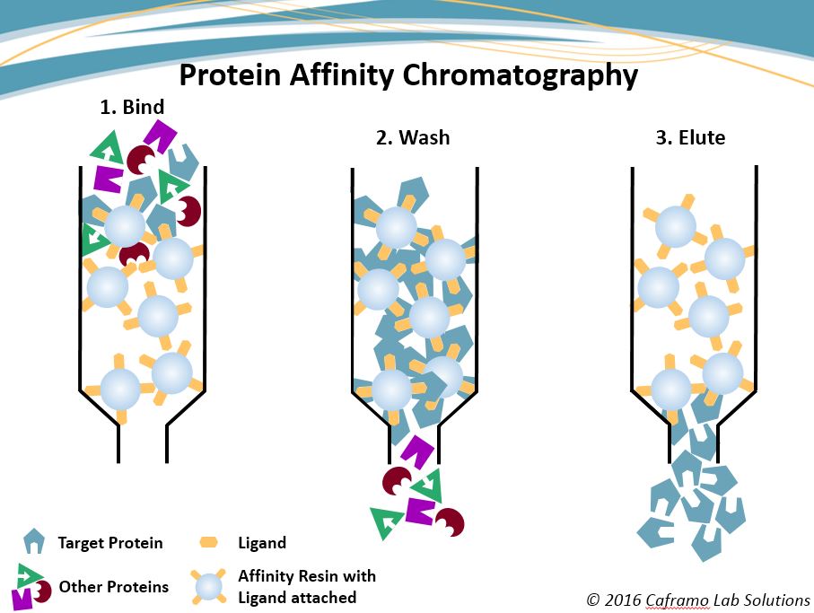 <p>their affinity for a specific ligand</p><ul><li><p>beads are bound to a specific ligand and proteins with a high affinity for that ligand will bond to the breads </p></li><li><p>proteins with a low affinity for the ligand will elute first </p></li></ul><p></p>