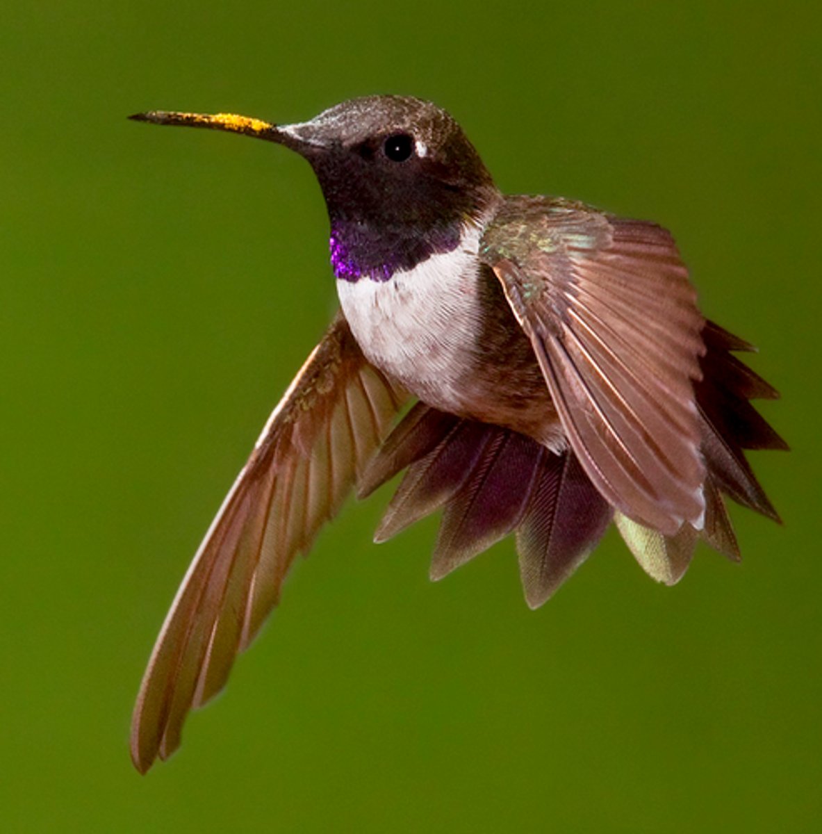 <p>Physical features that help an organism survive in its environment (e.g. polar bear blubber)</p>