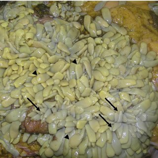 <p>Identify this parasite</p>