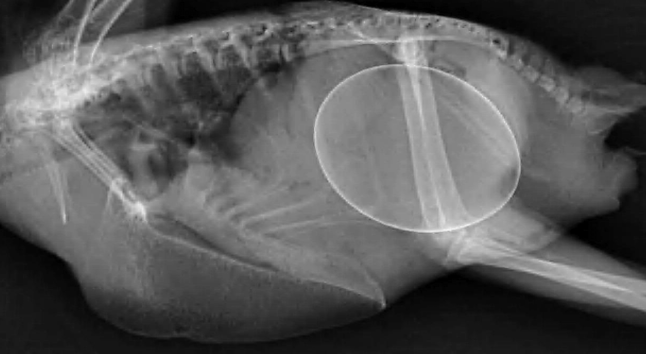 <p>Dystocia, Egg Binding, and Oviductal Impaction.</p>