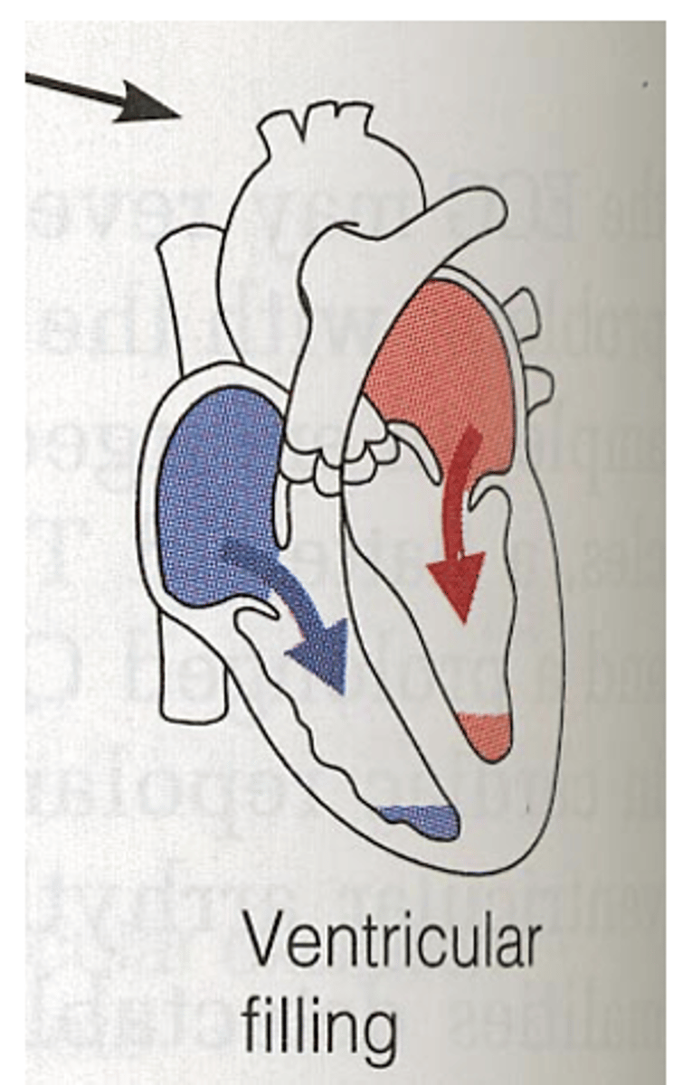<p>What happens during ventricular filling? </p>