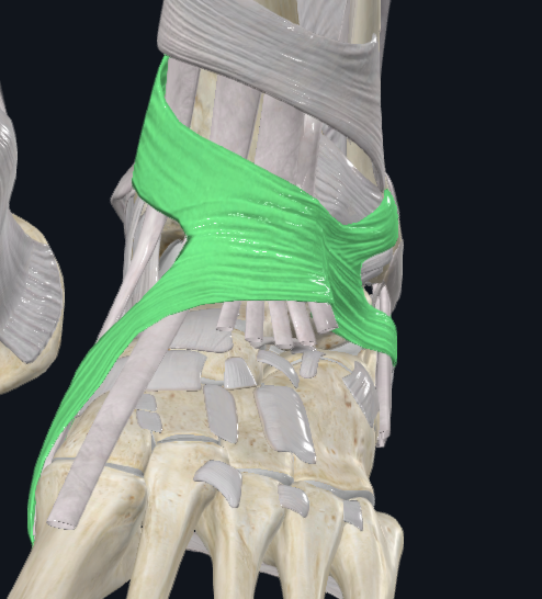 <p><span style="background-color: transparent;">Extensor Retinaculum Inferior </span></p>