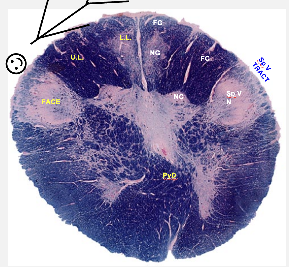 <p>spino-medullary junction cross section structures</p>