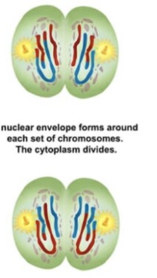 <p>New nuclei form around daughter chromosomes and the cytoplasm divides and forms two cells in cytokinesis.</p>