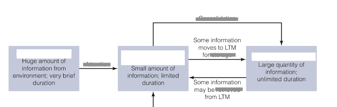 <p>Explain the model/framework for information processing by Atkinson and Shiffrin</p>