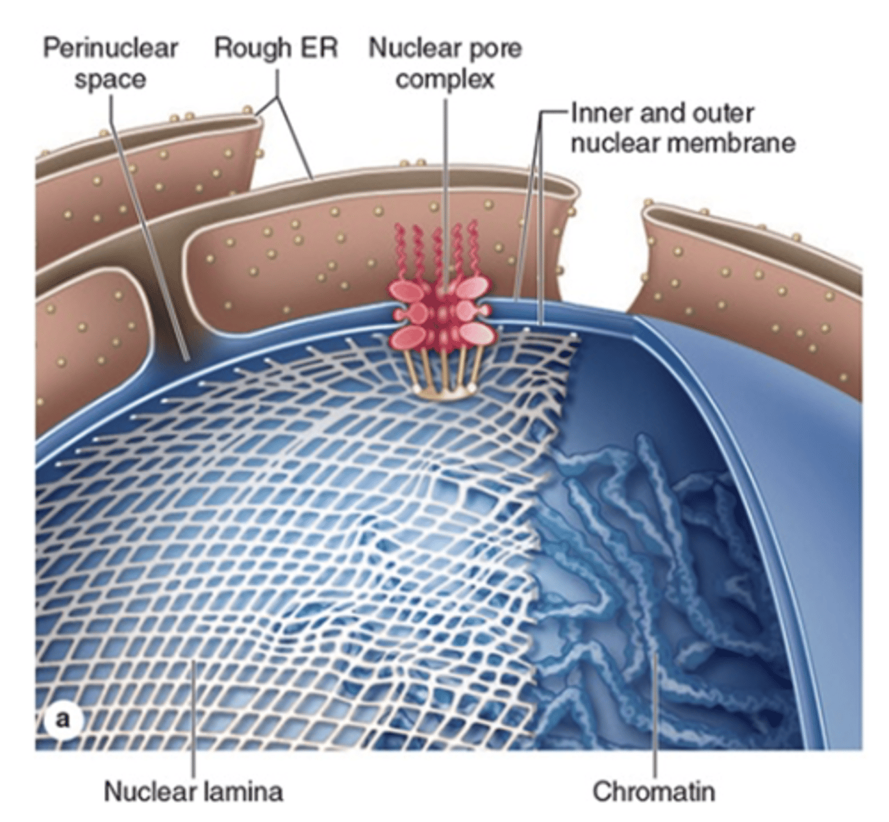 <p>What are the components of the nuclear envelope?</p>