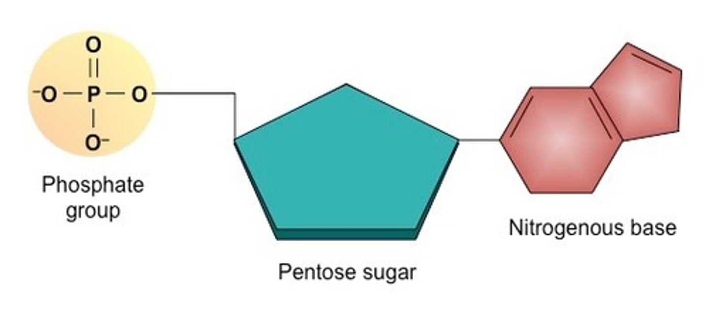 <p>Nucleotides.</p>