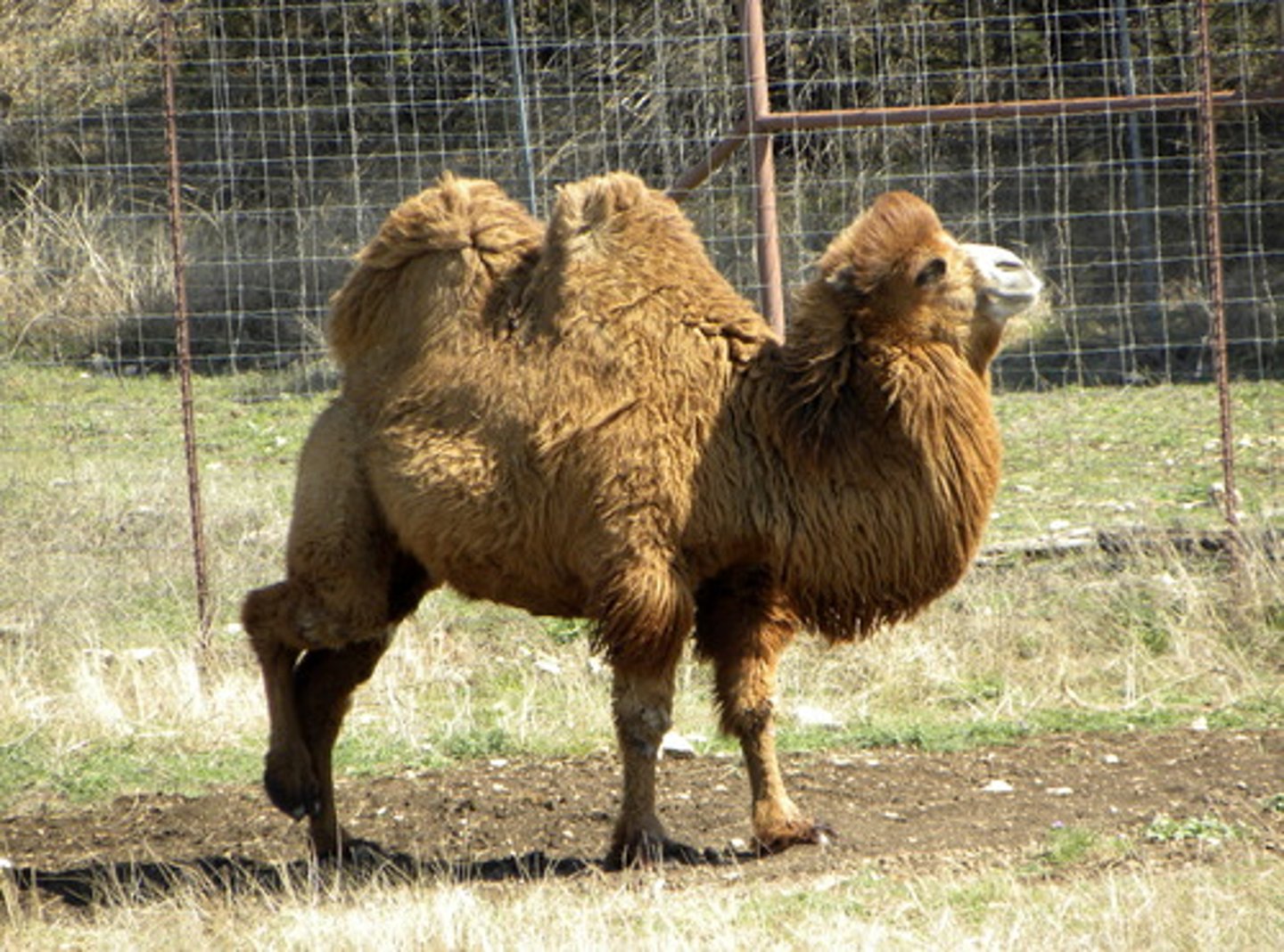 <p>- Bactrian camels were used</p><p>- China invented paper money (coins were too heavy)</p><p>- Banking houses (Proto-banks): They had bills of exchange where you could deposit</p><p>- Caravanserais - a motel you could "park" your camel at and spend the night.</p>