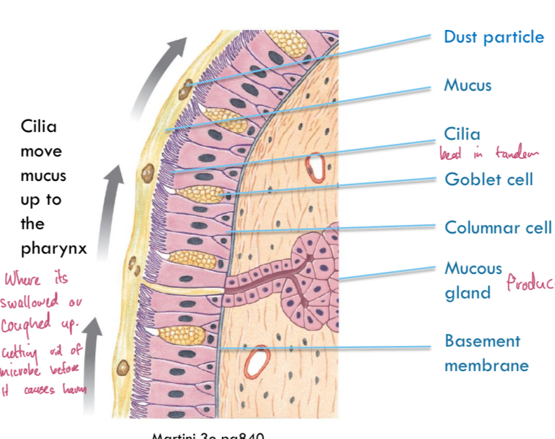 <p>Cilia line epithelium, and move in tandem to move mucus containing microbe before it does harm. Thats why we cough up mucus.</p>