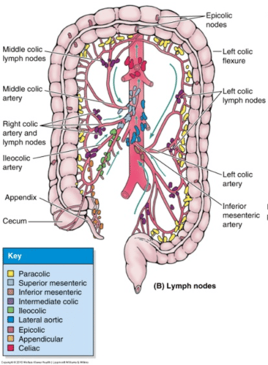 <p>Splenic Flexure: middle and left colic</p><p>Descending Colon: left colic, inferior mesenteric, sigmoid</p><p>Sigmoid Colon: sigmoidal, superior hemorrhoidal, superior rectal, inferior mesenteric</p>
