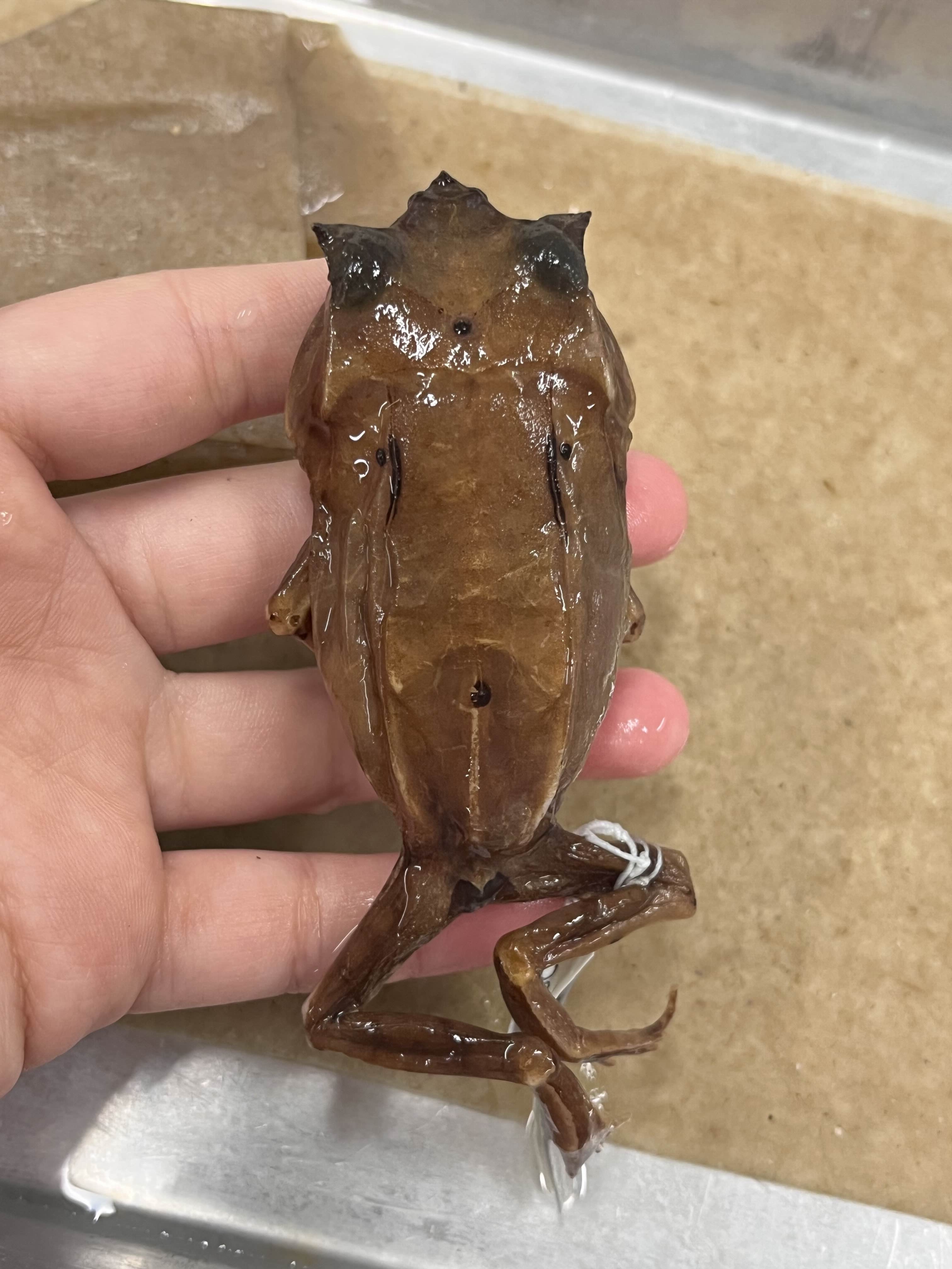 <p>Family?</p><ul><li><p><strong>pointed projection over eyes</strong></p></li><li><p>look like leaf</p></li></ul><ul><li><p>200+ species</p></li></ul><p></p>