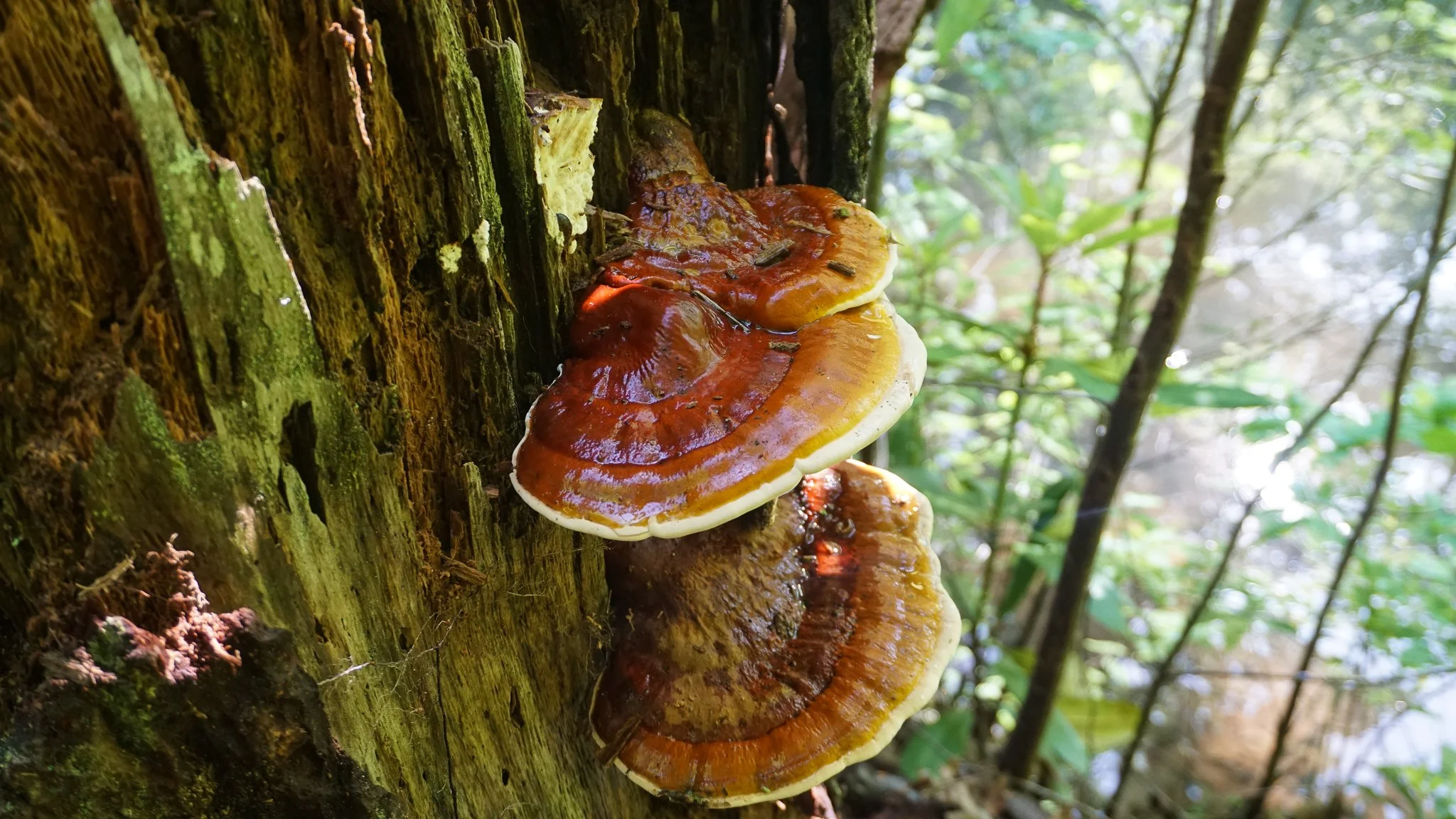 <p>What fungus is this? (Scientific name)</p>