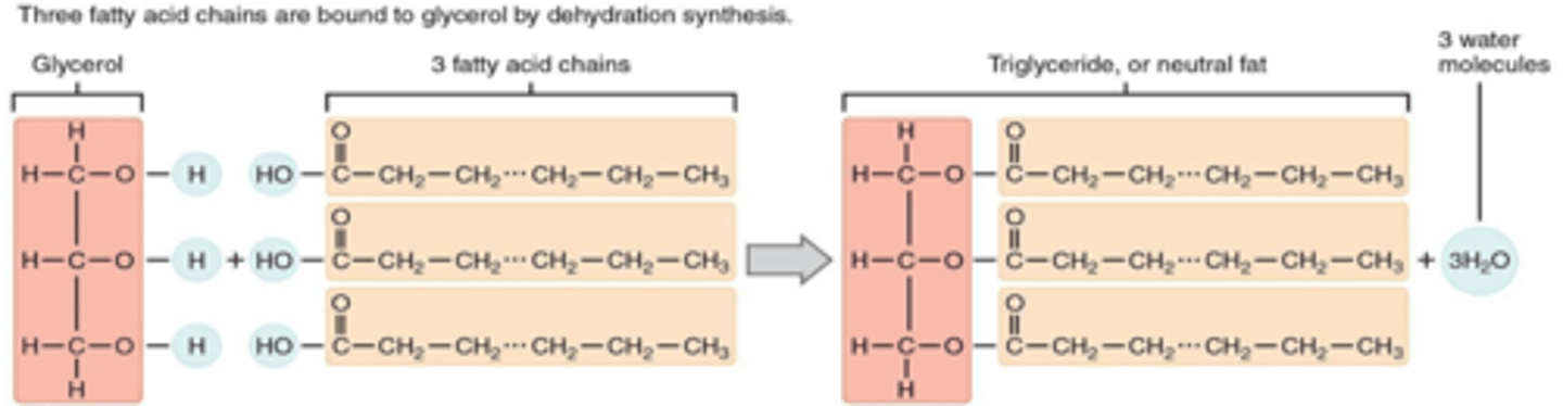 <p>Condensation reaction between 1 molecule of glycerol &amp;</p><p>3 fatty acids which forms ester bonds.</p>