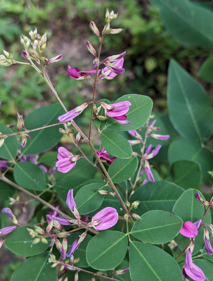 <p>What is the scientific name (genus and specific epithet) of this plant species?</p>