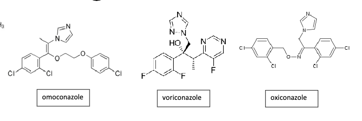 <p>demethylase used by mammals and fungi, azoles ar epotentent cyp3a4 inhibitors and interfere with p-glycoprotein</p>