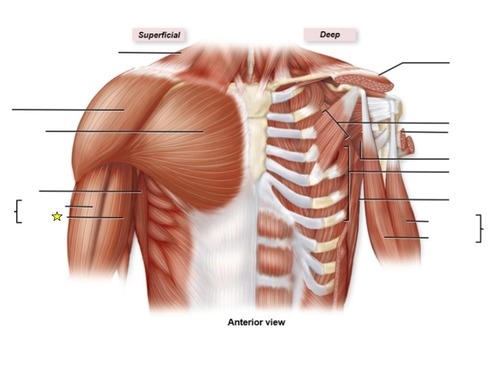 <p>identify the specific part of this muscle</p>